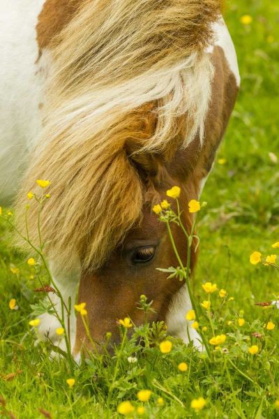 Scotland, Shetland Islands Shetland pony eating